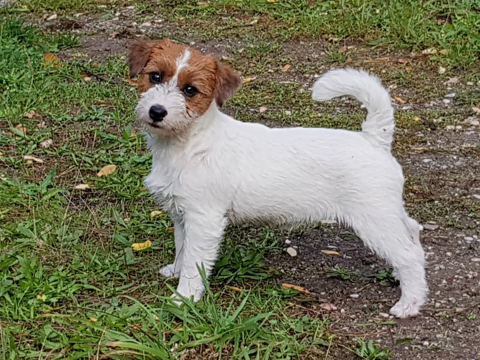 Abby - LumberLake Eilian Glas Jack Russell teefje van Lumberlake kennel