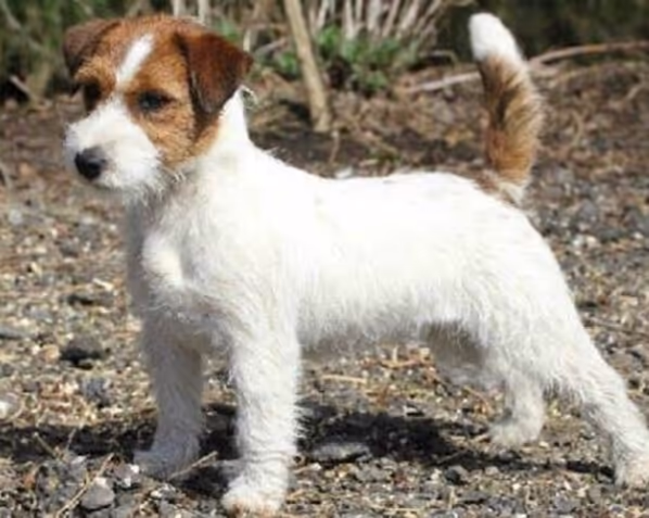 Emma - LumberLake Beyond the Ordinary Jack Russell teefje van Lumberlake kennel