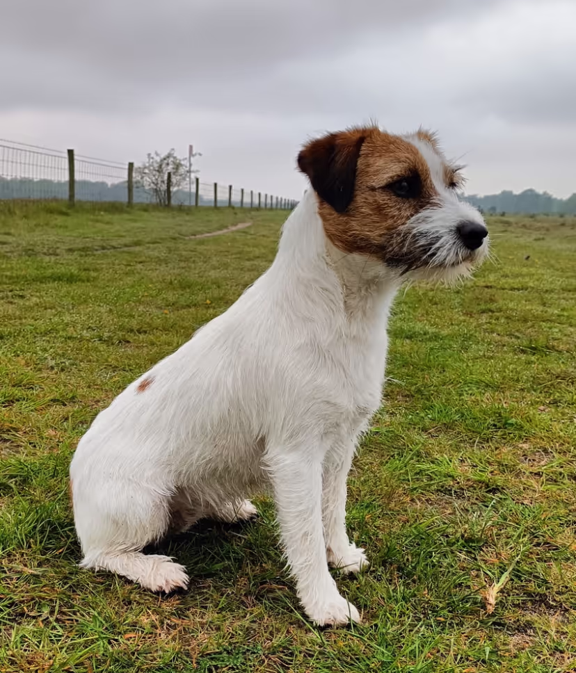 Sofie - Jack Russell teefje van Lumberlake kennel