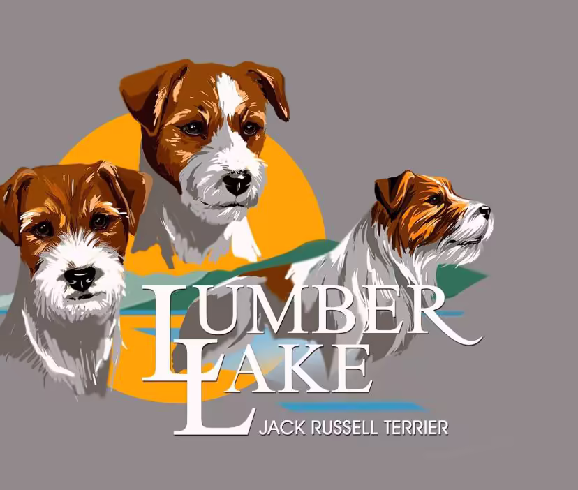 nest aankondiging, pup kopen jack russell terriër stamboom