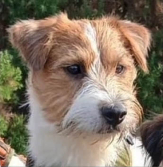 King, vaderhond van het nest van 20 augustus 2026