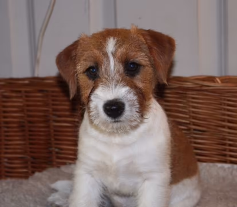 Jack Russell Terriër van Lumberlake kennel