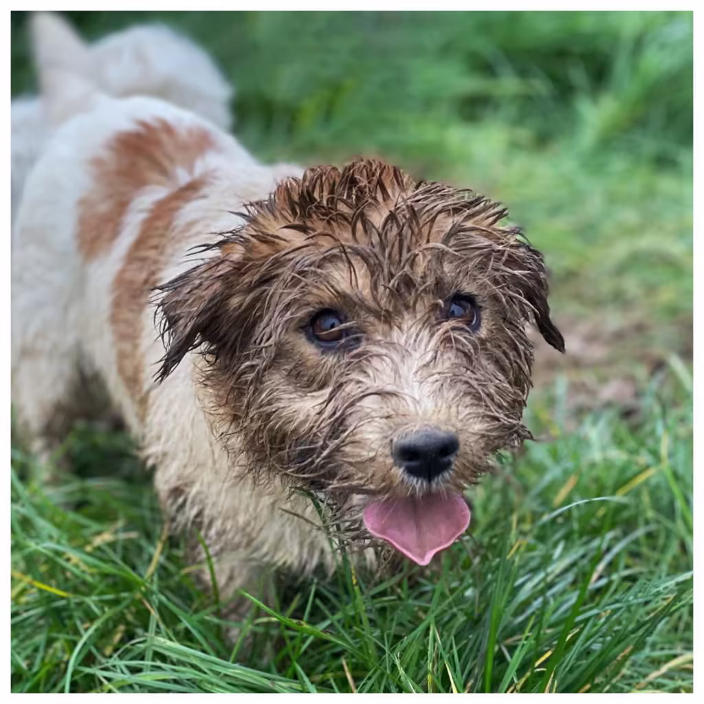 Jack Russell Terriër van Lumberlake kennel