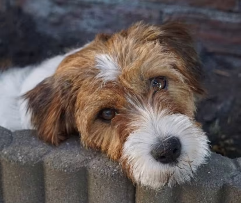 Jack Russell Terriër van Lumberlake kennel