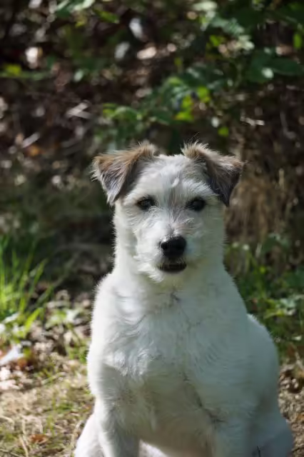 Jack Russell Terriër van Lumberlake kennel